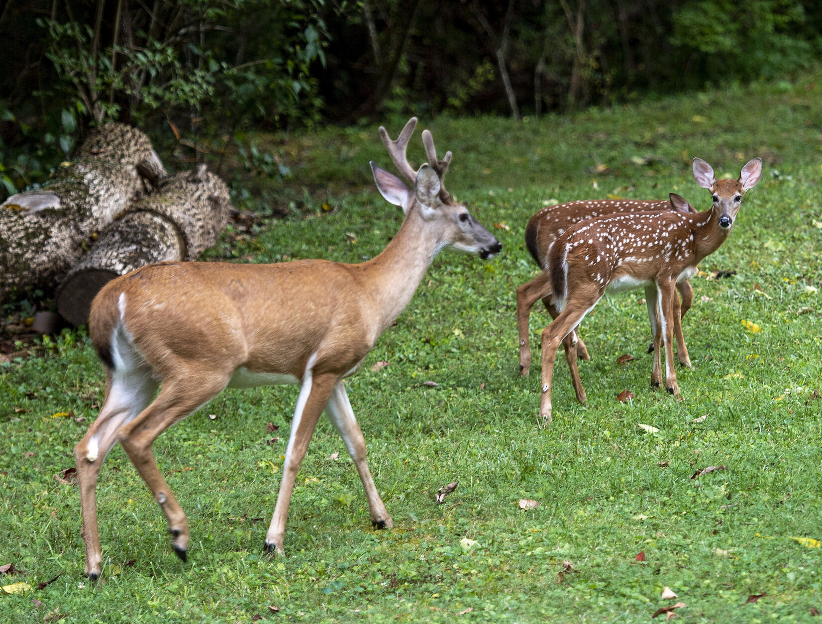 Urban Deer